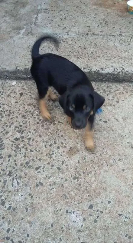 Cachorro ra a  idade Abaixo de 2 meses nome francisco