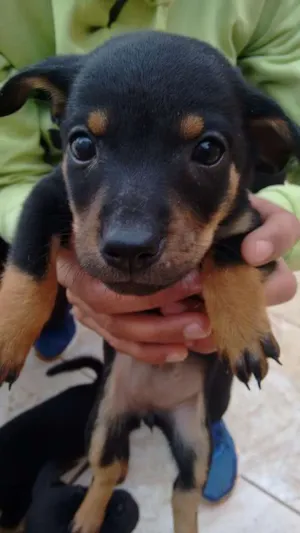 Cachorro raça indefinida idade Abaixo de 2 meses nome Lindos Bebês