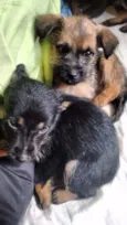Lindos Bebês