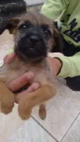 Lindos Bebês