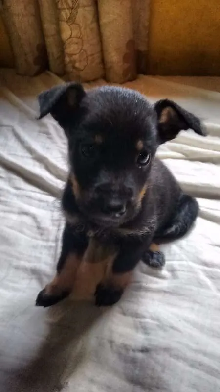 Cachorro ra a indefinida idade Abaixo de 2 meses nome Lindos Bebês
