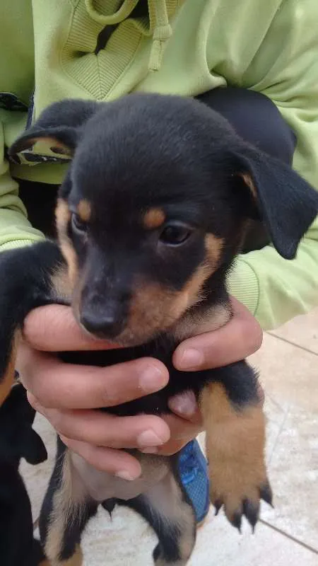 Cachorro ra a indefinida idade Abaixo de 2 meses nome Lindos Bebês