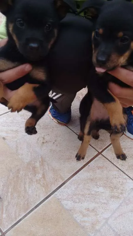 Cachorro ra a indefinida idade Abaixo de 2 meses nome Lindos Bebês