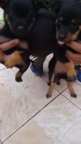 Lindos Bebês