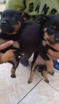 Lindos Bebês
