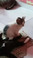 Gatinhos