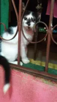 Gatinhos