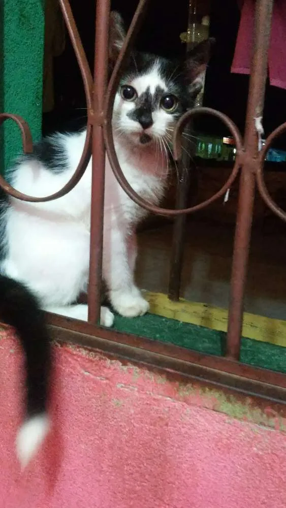 Gato raça srd idade 2 a 6 meses nome Gatinhos