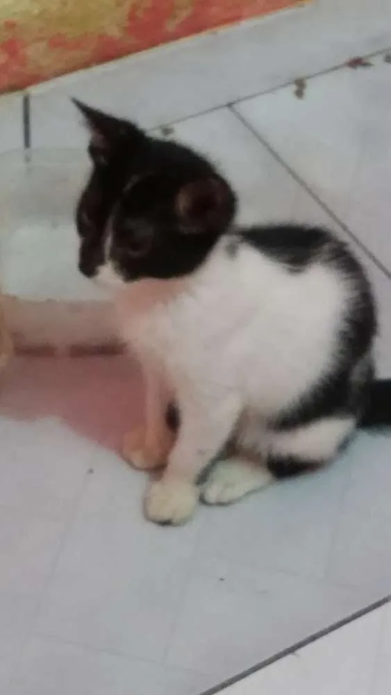 Gato raça srd idade 2 a 6 meses nome Gatinhos