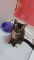 Gatinhos