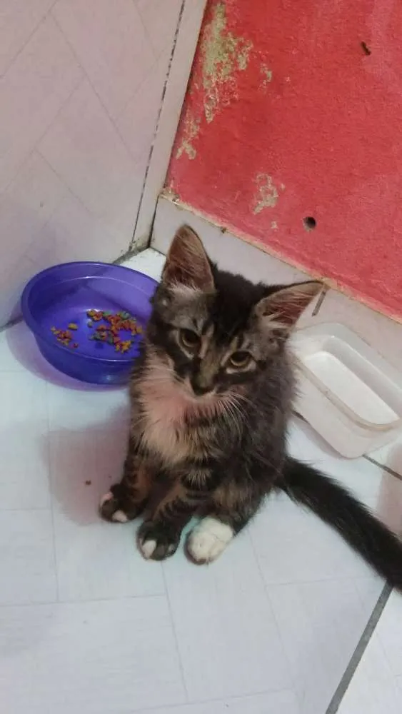 Gato raça srd idade 2 a 6 meses nome Gatinhos