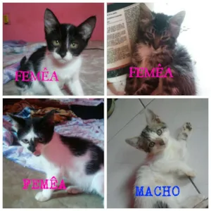 Gato raça srd idade 2 a 6 meses nome Gatinhos