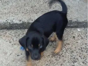 Cachorro raça  idade Abaixo de 2 meses nome francisco
