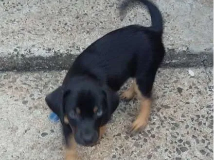 Cachorro ra a  idade Abaixo de 2 meses nome francisco