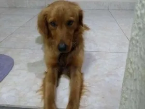 Cachorro raça Não tem idade 2 a 6 meses nome Não tem 