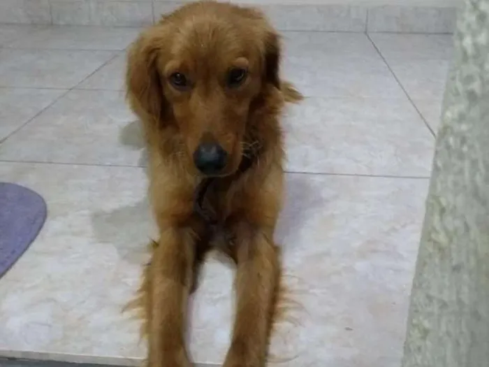 Cachorro ra a Não tem idade 2 a 6 meses nome Não tem 