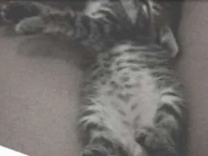 Gato raça desconhecido idade Abaixo de 2 meses nome jeredy