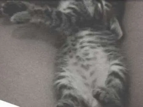 Gato ra a desconhecido idade Abaixo de 2 meses nome jeredy