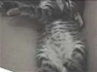 Gato raça desconhecido idade Abaixo de 2 meses nome jeredy