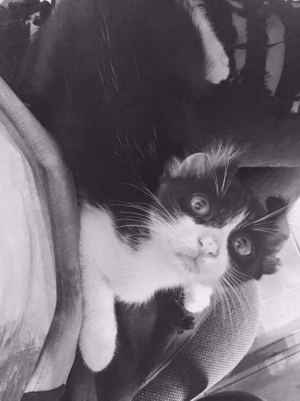 Gato raça Sem raça idade 2 a 6 meses nome Ainda não tenho nome