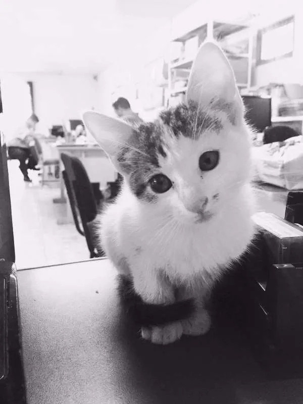 Gato raça Sem raça idade 2 a 6 meses nome Ainda não tenho nome