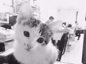 Gato raça Sem raça idade 2 a 6 meses nome Ainda não tenho nome