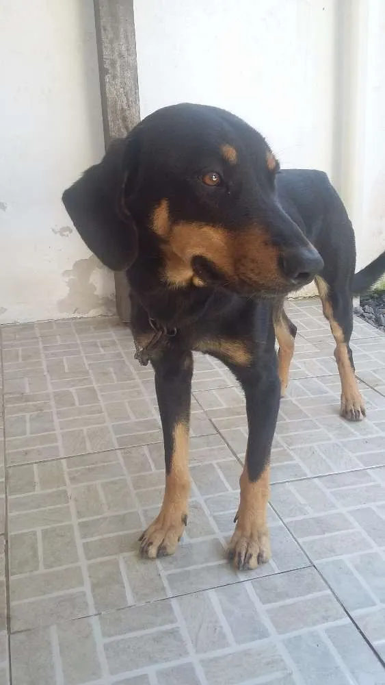 Cachorro ra a Indefinida idade 1 ano nome Lugano