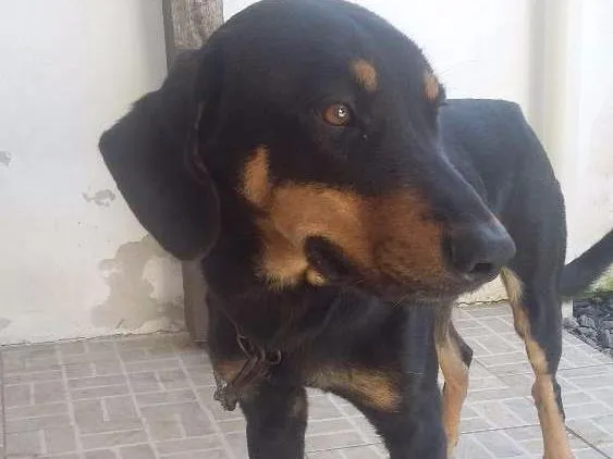 Cachorro ra a Indefinida idade 1 ano nome Lugano