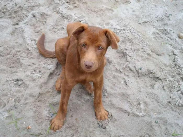 Cachorro raça SRD idade 4 anos nome Maylon