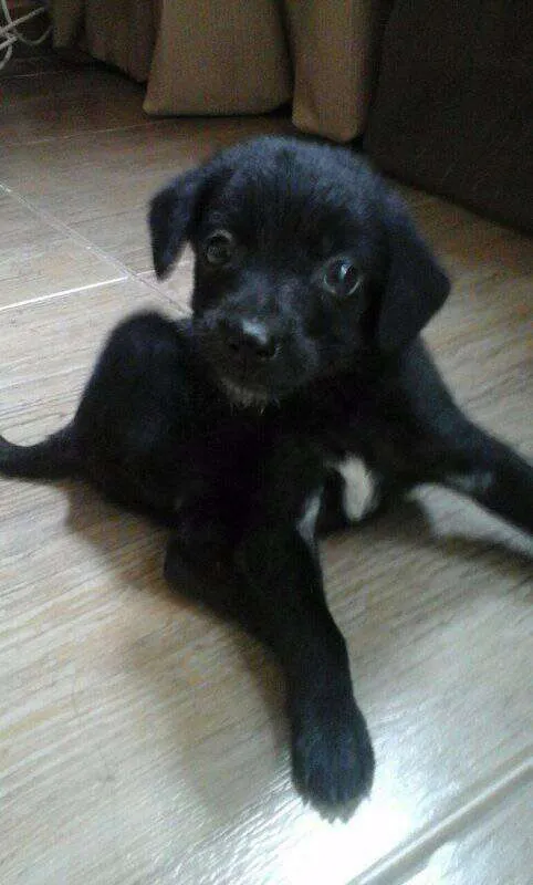 Cachorro raça vira lata idade 2 a 6 meses nome mel