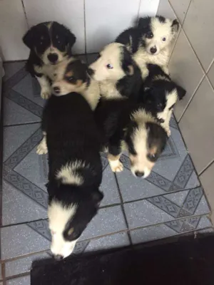 Cachorro raça Border Collie idade 2 a 6 meses nome Ainda sem nome