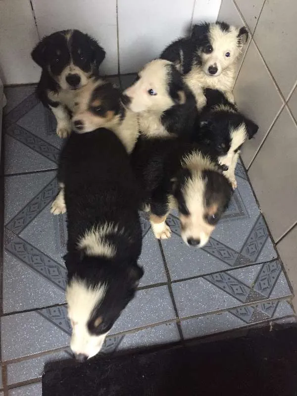 Cachorro ra a Border Collie idade 2 a 6 meses nome Ainda sem nome