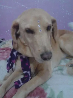 Cachorro raça srd idade 6 ou mais anos nome Manu