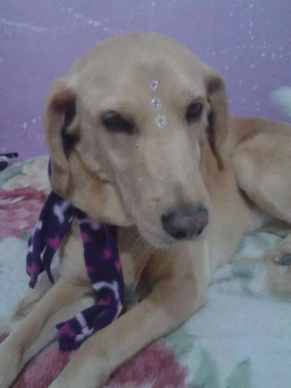 Cachorro ra a srd idade 6 ou mais anos nome Manu