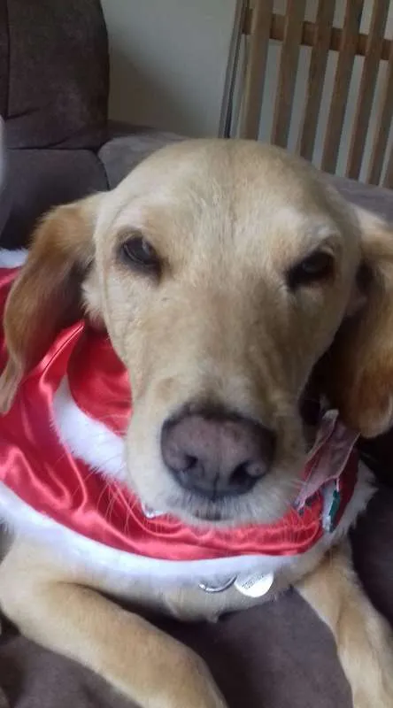 Cachorro ra a srd idade 6 ou mais anos nome Manu