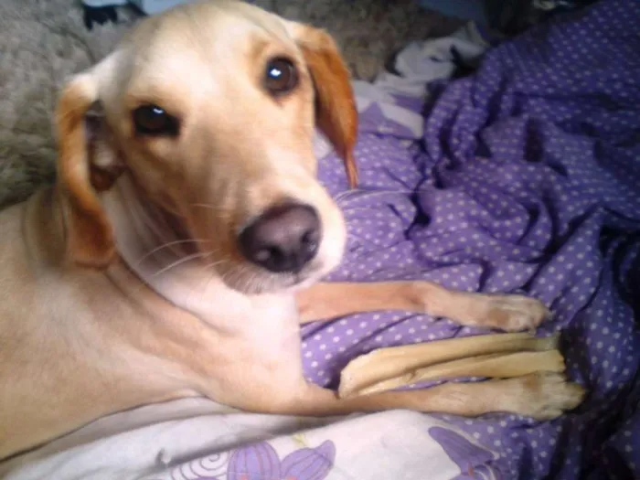 Cachorro ra a srd idade 6 ou mais anos nome Manu