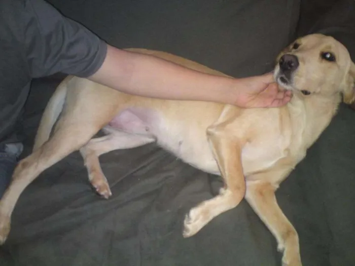 Cachorro ra a srd idade 6 ou mais anos nome Manu