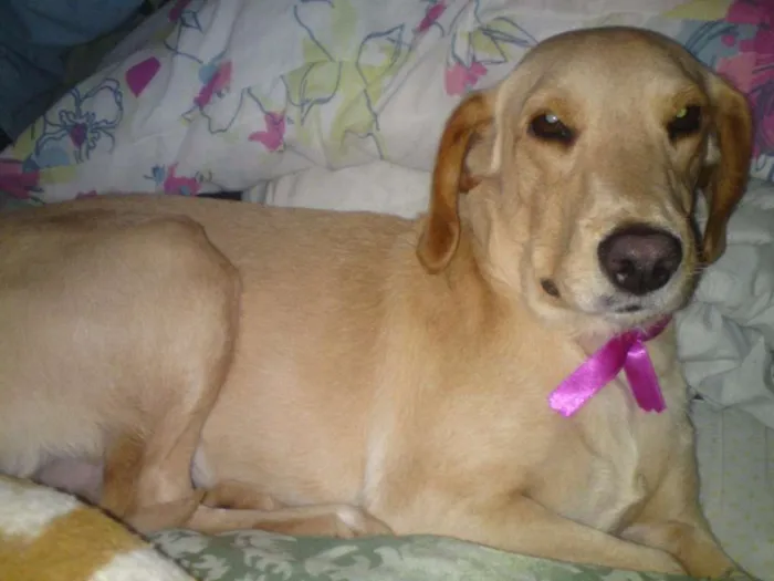 Cachorro ra a srd idade 6 ou mais anos nome Manu