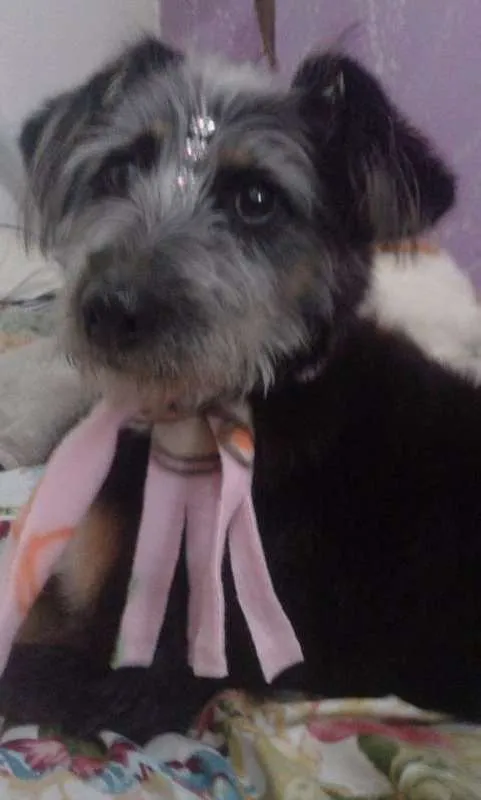 Cachorro ra a srd idade 5 anos nome NEGA