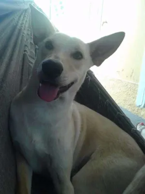 Cachorro raça SRD idade 2 anos nome PINGO