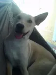 PINGO