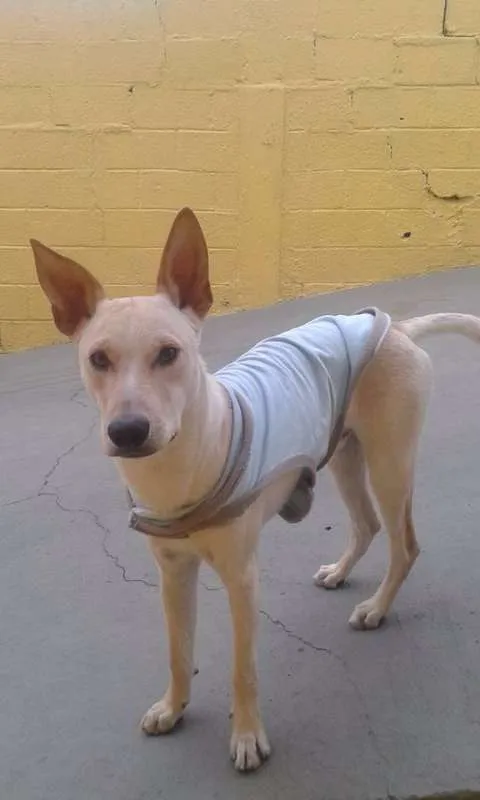 Cachorro ra a SRD idade 2 anos nome PINGO