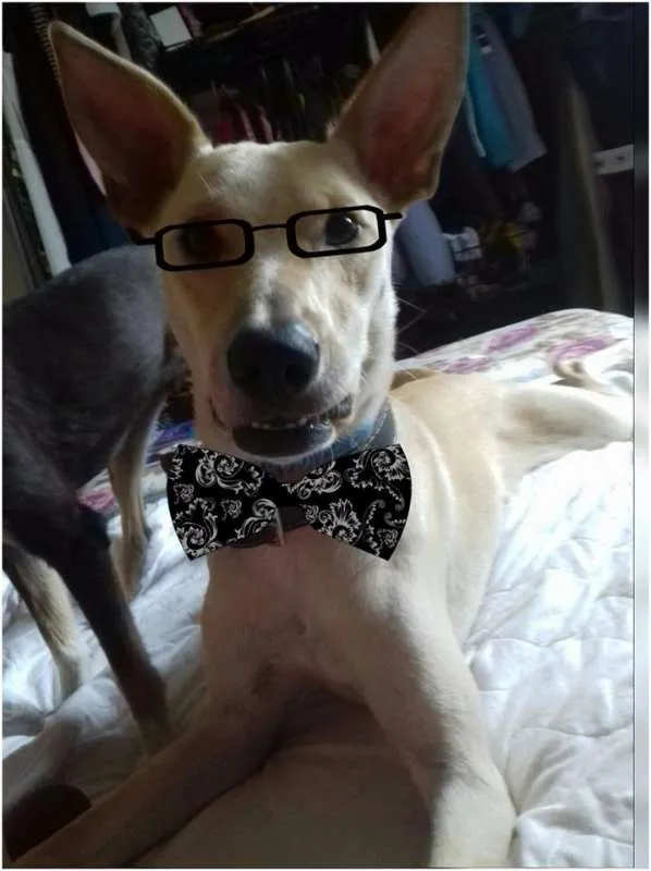 Cachorro ra a SRD idade 2 anos nome PINGO