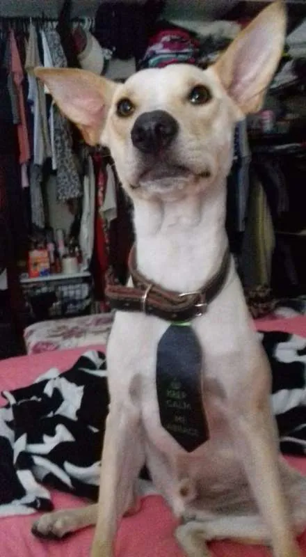 Cachorro ra a SRD idade 2 anos nome PINGO