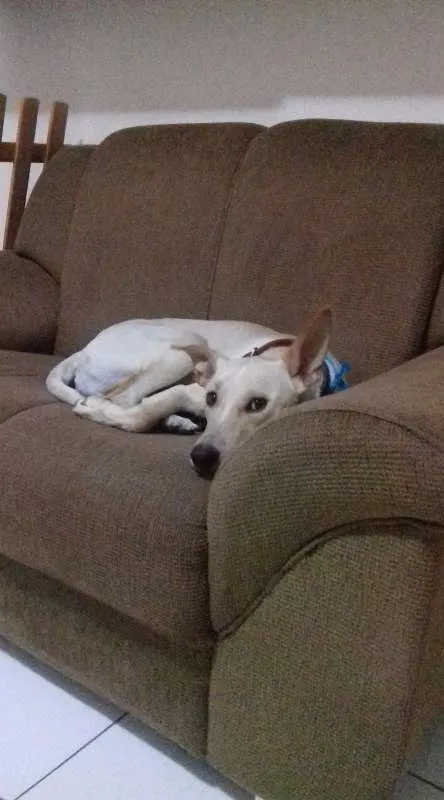 Cachorro ra a SRD idade 2 anos nome PINGO