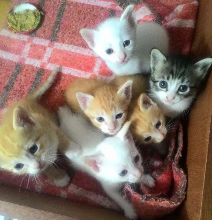 Gato ra a SRD idade Abaixo de 2 meses nome Frida Khalo