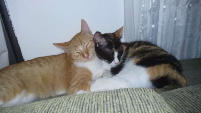 Gato ra a Náo definida idade 7 a 11 meses nome Sem nome