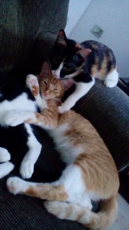 Gato ra a Náo definida idade 7 a 11 meses nome Sem nome