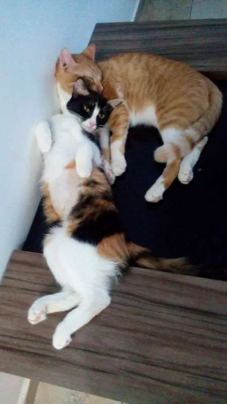 Gato ra a Náo definida idade 7 a 11 meses nome Sem nome