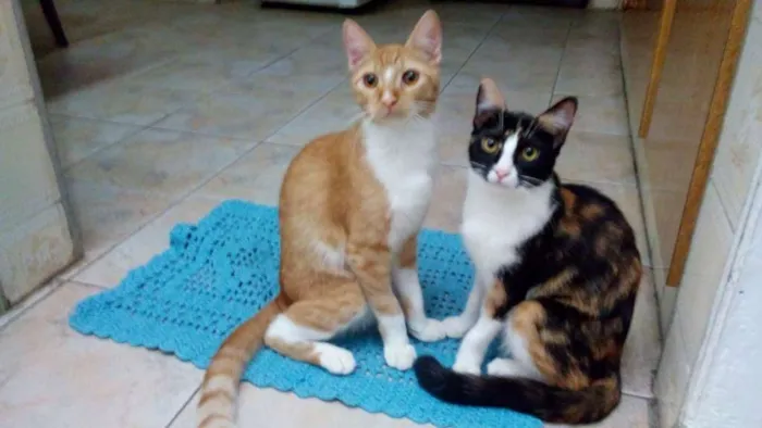 Gato ra a Náo definida idade 7 a 11 meses nome Sem nome
